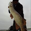 irishpike