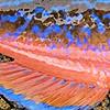Abramis Brama