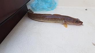 Click image for larger version

Name:	2.jpg
Views:	237
Size:	218,3 KB
ID:	2518781