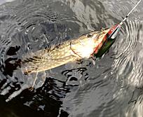 Click image for larger version

Name:	64EE6E59-4234-47F0-A7F6-0B548DE40A21.jpeg
Views:	289
Size:	2,30 MB
ID:	2532184