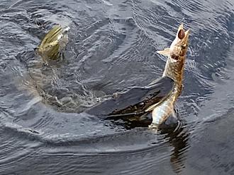 Click image for larger version  Name:	EDF849CB-77CD-46D6-B6BC-991AC20CBFAA.jpeg Views:	21 Size:	219,1 KB ID:	2554087