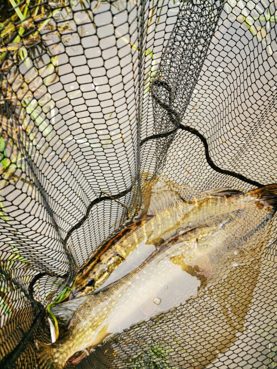 Click image for larger version

Name:	thumbnail_IMG_20200929_132100_resized_20200929_080203104.jpg
Views:	286
Size:	486,5 KB
ID:	2560651