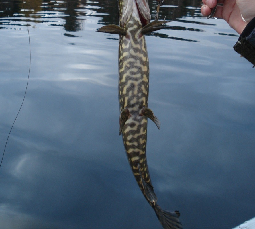 Click image for larger version

Name:	pike.jpg
Views:	642
Size:	109,3 KB
ID:	2570648