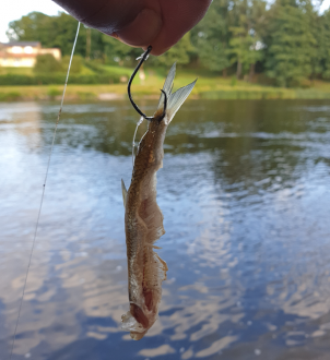 Click image for larger version

Name:	uppäten löja - Copy.png
Views:	739
Size:	635,6 KB
ID:	2593710