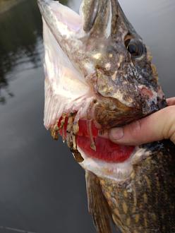 Click image for larger version

Name:	DSC_0083.JPG
Views:	555
Size:	1,35 MB
ID:	2600938