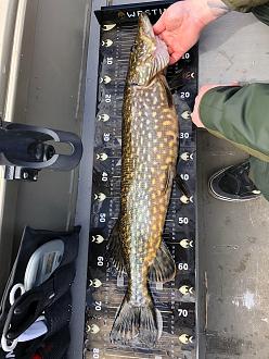 Click image for larger version

Name:	lskudtsh43x81.jpg?width=1536&amp;format=pjpg&amp;auto=webp&amp;v=enabled&amp;s=01a36699342dcb8d28647e26aef00c5f688282d9.jpg
Views:	556
Size:	742,1 KB
ID:	2617770