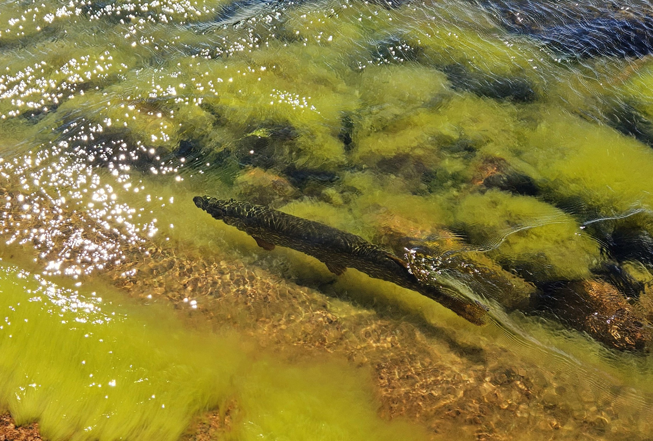 Click image for larger version

Name:	20240710_161000.jpg
Views:	449
Size:	1,10 MB
ID:	2643850