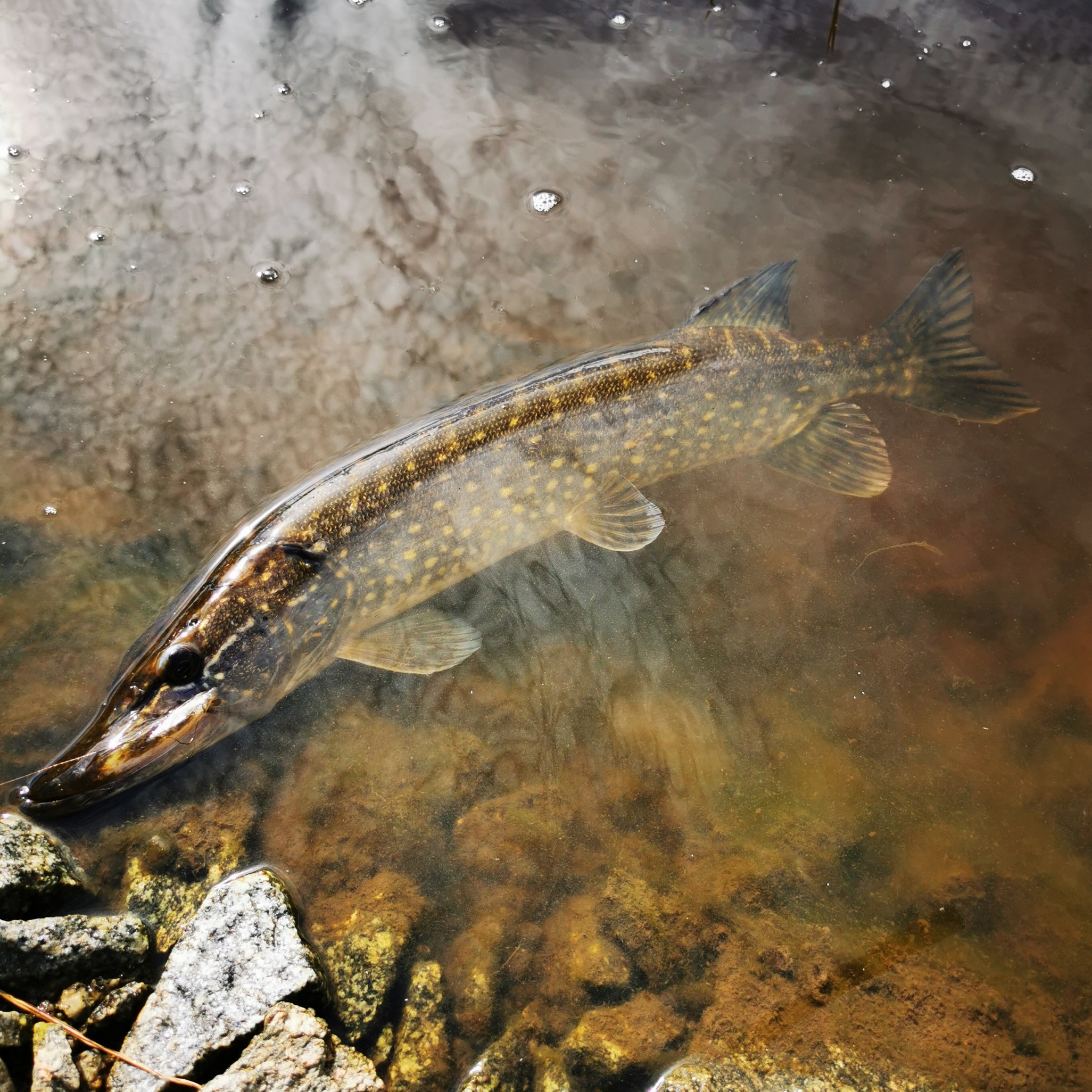 Click image for larger version

Name:	IMG_20250826_113007_resized_20250827_092649384.jpg
Views:	307
Size:	1,06 MB
ID:	2658685