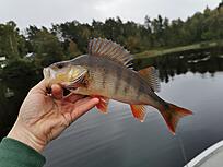 Click image for larger version

Name:	IMG_20200920_175927.jpg
Views:	377
Size:	1,84 MB
ID:	2560071