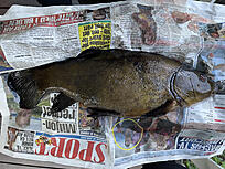 Click image for larger version

Name:	20250701_sutare_1.6kg.jpg
Views:	219
Size:	3,70 MB
ID:	2656149