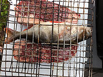 Click image for larger version

Name:	20250615_abborre_182g.jpg
Views:	390
Size:	3,67 MB
ID:	2655663