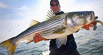 Click image for larger version  Name:	striper.JPG Views:	0 Size:	65.8 KB ID:	2568521