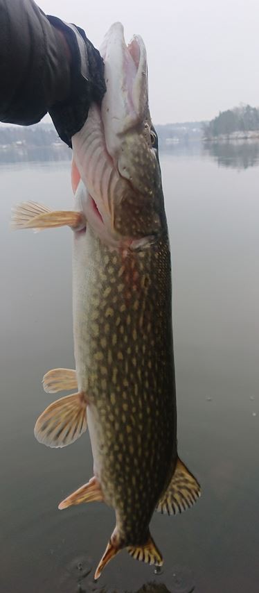 Click image for larger version

Name:	pike.JPG
Views:	410
Size:	40,0 KB
ID:	2568594