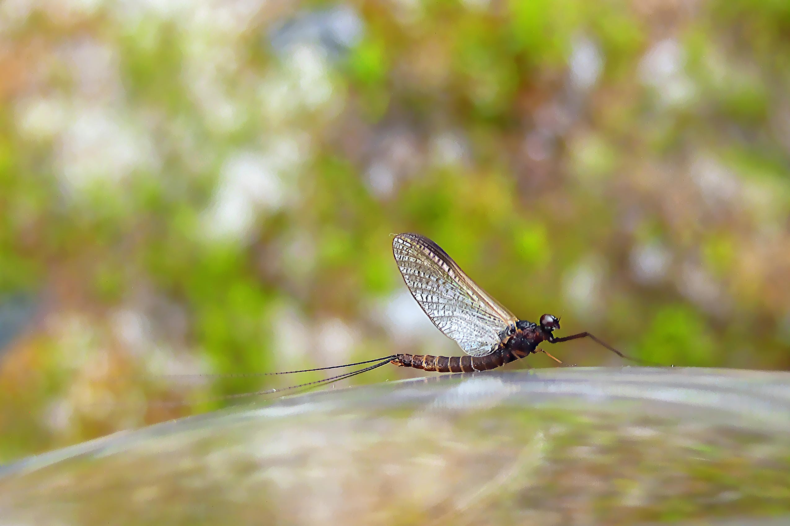 Click image for larger version

Name:	130621 Stor vassl�nda, Leptophlebia marginata2-3.jpg
Views:	277
Size:	337,6 KB
ID:	2598878