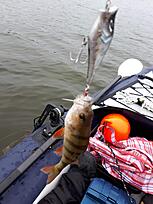 Click image for larger version

Name:	0_20190822_185014.jpg
Views:	965
Size:	265,9 KB
ID:	2519144