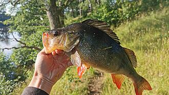 Click image for larger version

Name:	IMG_20200716_235827.jpg
Views:	1615
Size:	1,99 MB
ID:	2558574
