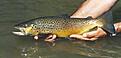 Click image for larger version

Name:	salmo_trutta.jpg
Views:	184
Size:	9,7 KB
ID:	1751485