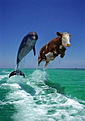 Click image for larger version

Name:	untitled.bmp
Views:	200
Size:	764,9 KB
ID:	1751650