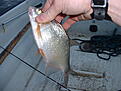 Click image for larger version

Name:	dscf0015.jpg
Views:	436
Size:	742,9 KB
ID:	1751909