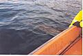 Click image for larger version

Name:	bild5.jpg
Views:	231
Size:	105,7 KB
ID:	1751963