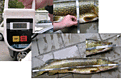 Click image for larger version

Name:	3iett.gif
Views:	410
Size:	436,4 KB
ID:	1752350