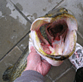 Click image for larger version

Name:	gap.gif
Views:	370
Size:	77,2 KB
ID:	1752351