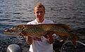 Click image for larger version

Name:	11,9kilo2.jpg
Views:	244
Size:	51,3 KB
ID:	1752384