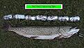 Click image for larger version

Name:	redneck.jpg
Views:	1602
Size:	30,8 KB
ID:	1752532