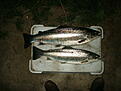 Click image for larger version

Name:	PICT0007.JPG
Views:	233
Size:	135,8 KB
ID:	1752737