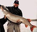 Click image for larger version

Name:	muskie57,5inch.jpg
Views:	1004
Size:	14,2 KB
ID:	1752907