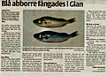 Click image for larger version

Name:	Bl� abborre.jpg
Views:	425
Size:	291,4 KB
ID:	1752967