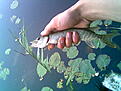 Click image for larger version

Name:	mime-attachment.jpeg
Views:	156
Size:	49,7 KB
ID:	1752994