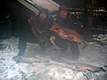 Click image for larger version

Name:	fiske3_filtered.jpg
Views:	197
Size:	204,8 KB
ID:	1753228