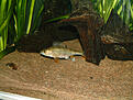 Click image for larger version

Name:	DSCF3151.JPG
Views:	277
Size:	273,2 KB
ID:	1753349
