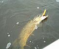 Click image for larger version

Name:	g�dda.jpg
Views:	230
Size:	128,9 KB
ID:	1753431