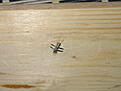 Click image for larger version

Name:	IMG_0248.JPG
Views:	432
Size:	94,7 KB
ID:	1753446