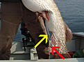 Click image for larger version

Name:	FakePike.jpg
Views:	1323
Size:	47,0 KB
ID:	1754206
