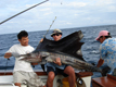 Click image for larger version

Name:	sailfish.JPG
Views:	1098
Size:	30,5 KB
ID:	1754346