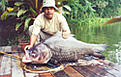Click image for larger version

Name:	Siamese_Carp 04.jpg
Views:	1093
Size:	31,2 KB
ID:	1754347