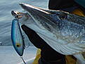Click image for larger version

Name:	Samtail_9g�ddor.jpg
Views:	464
Size:	125,3 KB
ID:	1755073