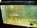 Click image for larger version

Name:	akvarie2.JPG
Views:	2306
Size:	910,8 KB
ID:	1756494