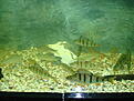 Click image for larger version

Name:	akvarie1.JPG
Views:	1228
Size:	910,9 KB
ID:	1756495