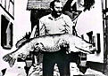 Click image for larger version

Name:	world-record-pike.jpg
Views:	388
Size:	49,3 KB
ID:	1757862
