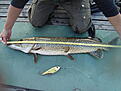 Click image for larger version

Name:	99cm_Loffefisk_dsc04172h.jpg
Views:	149
Size:	553,2 KB
ID:	1757915