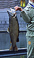 Click image for larger version

Name:	Svart fisk.jpg
Views:	161
Size:	319,6 KB
ID:	1758008