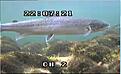 Click image for larger version

Name:	Firre1.jpg
Views:	119
Size:	77,9 KB
ID:	1759779