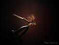 Click image for larger version

Name:	IMG_1346lighttxt.jpg
Views:	108
Size:	555,3 KB
ID:	1760090