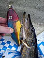 DSC00541.JPG
