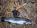 Click image for larger version

Name:	H&amp;amp;#246;kens&amp;amp;#229;s 2013-05-05 002.jpg
Views:	117
Size:	1,07 MB
ID:	1767619