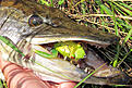 Click image for larger version

Name:	IMG_1717.jpg
Views:	420
Size:	497,9 KB
ID:	1769259